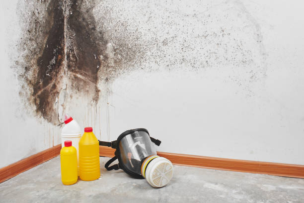 Best Local Mold Removal Service  in Helotes, TX
