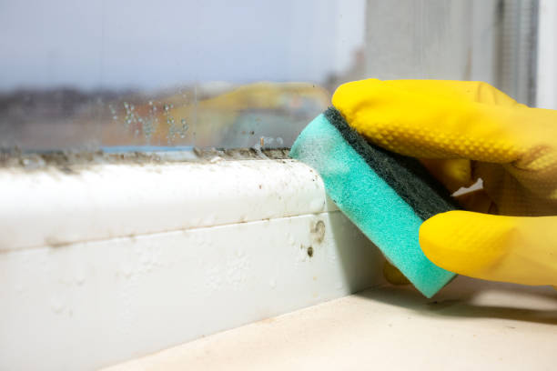 Best Local Mold Removal Service  in Helotes, TX
