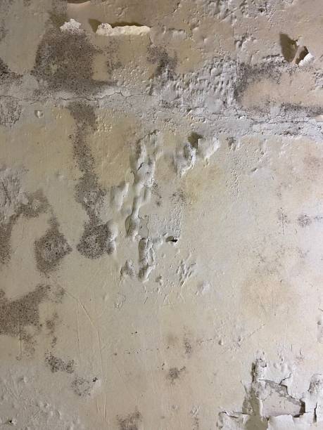 Best Mold Removal Near Me  in Helotes, TX
