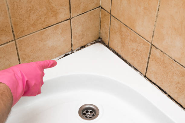 Best Professional Mold Removal  in Helotes, TX